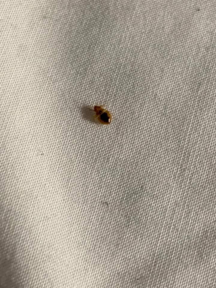 Bed Bug Treatment - Hunt Pest Service - Rutherfordton, NC